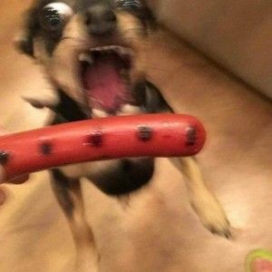 Meet your Posher, Holly